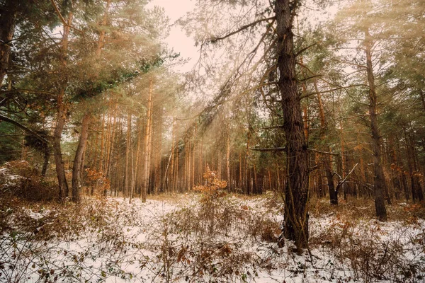 Paysage Rêve Avec Forêt Hiver Rayons Soleil Lumineux — Photo