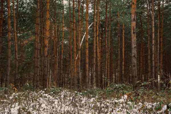 Sosny Zimowym Lesie — Zdjęcie stockowe