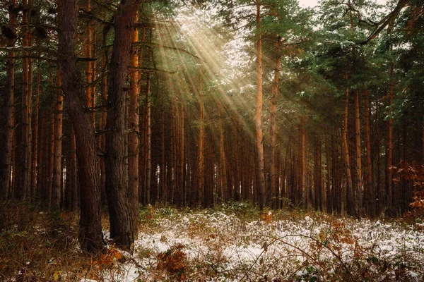 Мрійливий Краєвид Зимовим Лісом Яскравими Сонячними Променями — стокове фото