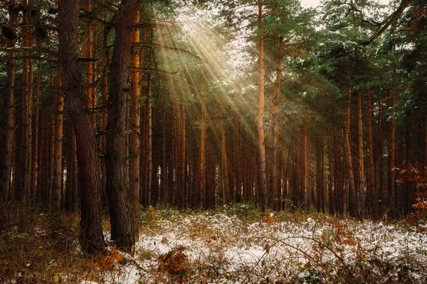 Drömska Landskap Med Vintern Skog Och Ljusa Solstrålar — Stockfoto