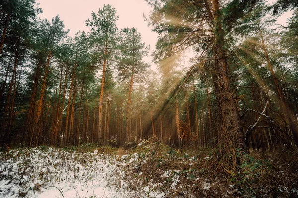 Álmodozó Táj Téli Erdő Fényes Napsugarak — Stock Fotó