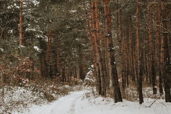 Weg Winter Dennenbos — Stockfoto