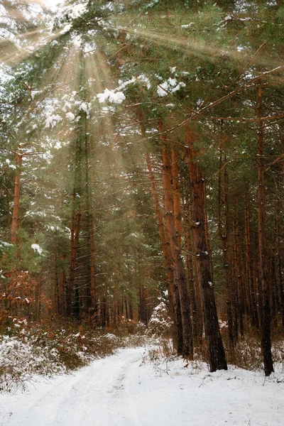 Silnice Zimním Lese Světlé Paprsky — Stock fotografie