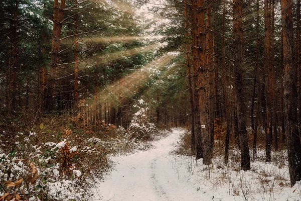 Weg Winter Forest Felle Zonnestralen — Stockfoto