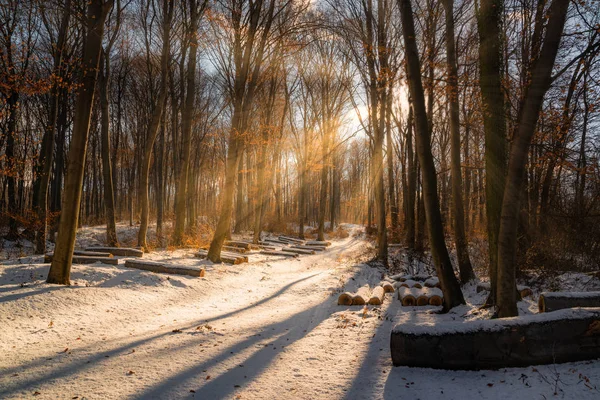 雪と太陽の光線の木と美しい冬の日没 — ストック写真