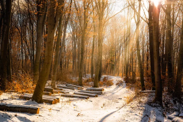 Belo Pôr Sol Inverno Com Árvores Neve Raios Sol — Fotografia de Stock