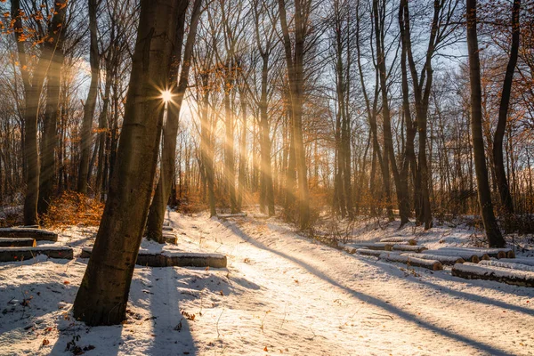 Vackra Vinter Solnedgången Med Träd Snö Och Strålar Sol — Stockfoto