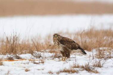 Bayağı şahin kar üzerinde et yemek