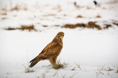Ortak şahin buteo buteo kış sahada
