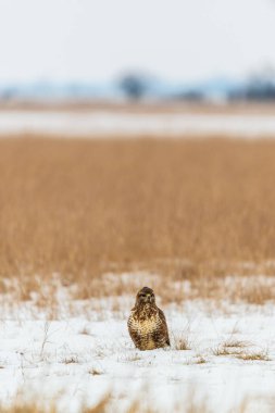 Ortak şahin buteo buteo kış sahada