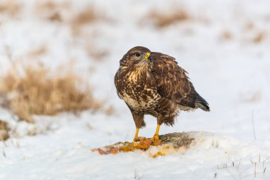Bayağı şahin kar üzerinde et yemek