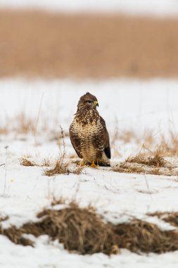 Ortak şahin buteo buteo kış sahada