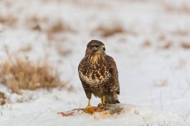 Bayağı şahin kar üzerinde et yemek