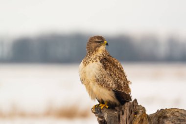 Bir ağaç üzerinde ortak şahin buteo buteo fotoğrafı