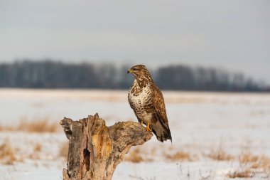 Bir ağaç üzerinde ortak şahin buteo buteo fotoğrafı