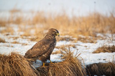 Ortak şahin buteo buteo kış sahada