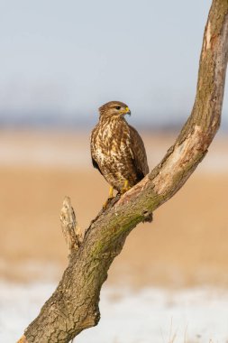 Bir ağaç üzerinde ortak şahin buteo buteo fotoğrafı