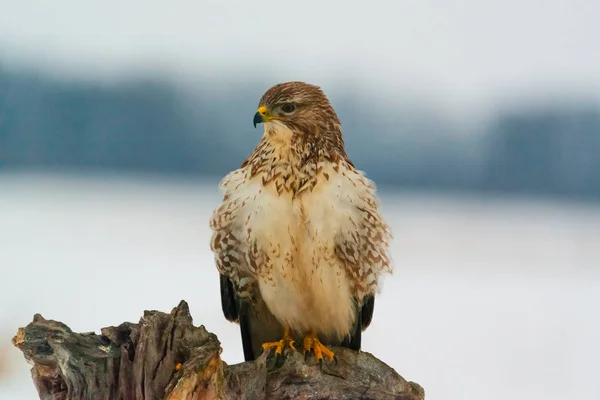 Φωτογραφία Κοινή Γερακίνα Buteo Buteo Πάνω Ένα Δέντρο — Φωτογραφία Αρχείου