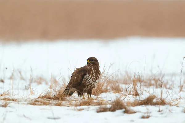 Ortak Şahin Buteo Buteo Kış Sahada — Stok fotoğraf