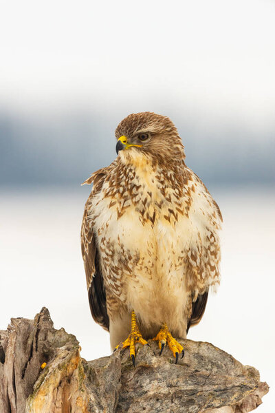 Photo of common buzzard buteo buteo on a tree