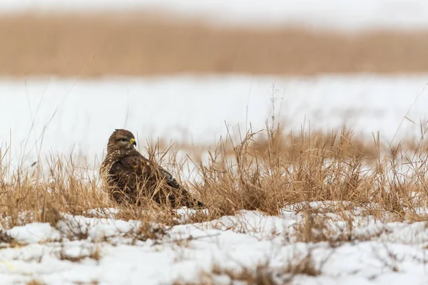 Ortak şahin buteo buteo kış sahada