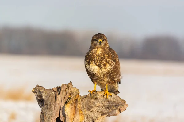 Foto Společné Káně Buteo Buteo Stromě — Stock fotografie