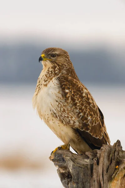 Φωτογραφία Κοινή Γερακίνα Buteo Buteo Πάνω Ένα Δέντρο — Φωτογραφία Αρχείου