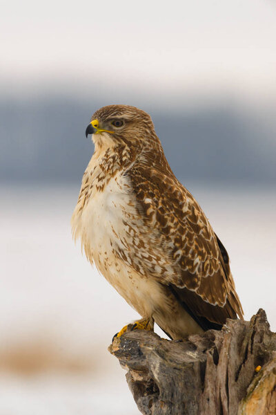 Photo of common buzzard buteo buteo on a tree