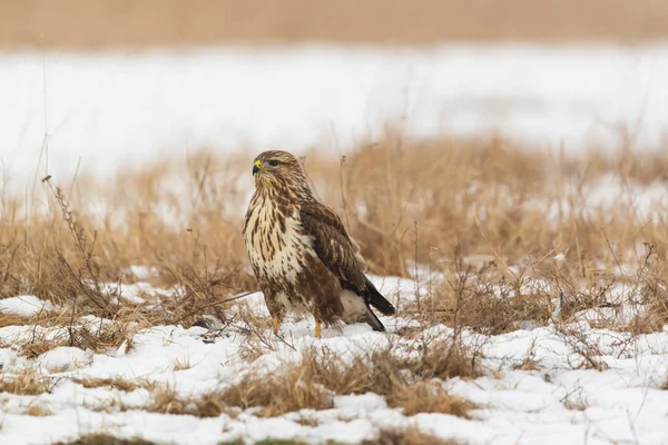 Běžné Káně Buteo Buteo Poli Zimních — Stock fotografie