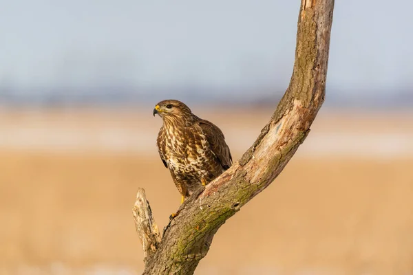 Foto Buzzard Buteo Buteo Comune Albero — Foto Stock