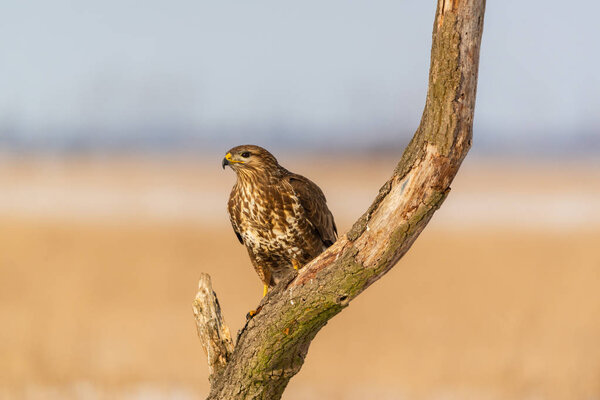 Photo of common buzzard buteo buteo on a tree