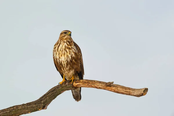 Bir ağaç üzerinde ortak şahin buteo buteo fotoğrafı