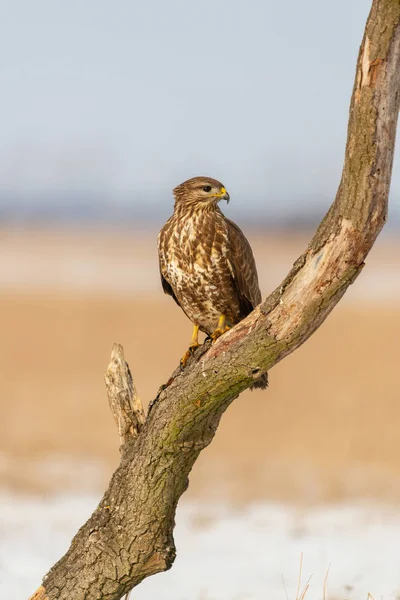 Φωτογραφία Κοινή Γερακίνα Buteo Buteo Πάνω Ένα Δέντρο — Φωτογραφία Αρχείου