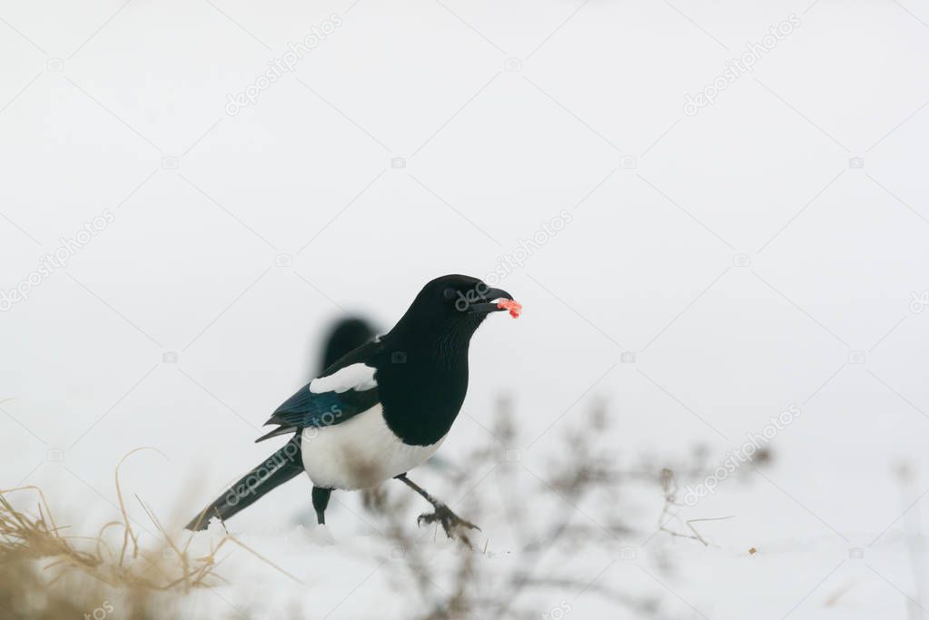 Photo of magpie bird on the snow