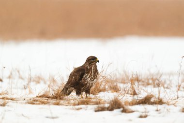 Ortak şahin buteo buteo kış sahada