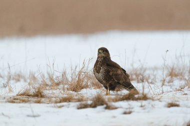 Ortak şahin buteo buteo kış sahada