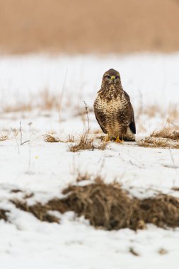 Ortak şahin buteo buteo kış sahada