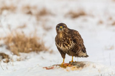 Bayağı şahin kar üzerinde et yemek