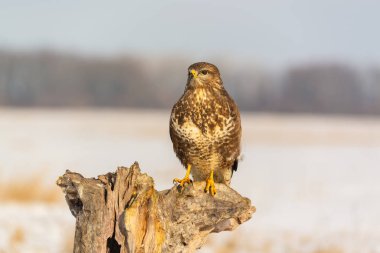 Bir ağaç üzerinde ortak şahin buteo buteo fotoğrafı