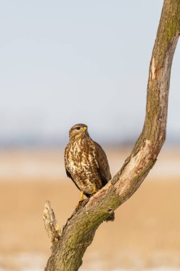 Bir ağaç üzerinde ortak şahin buteo buteo fotoğrafı