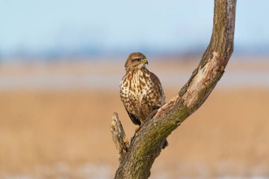 Bir ağaç üzerinde ortak şahin buteo buteo fotoğrafı