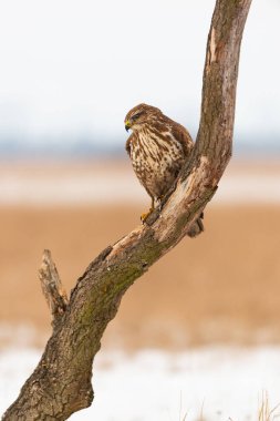 Bir ağaç üzerinde ortak şahin buteo buteo fotoğrafı