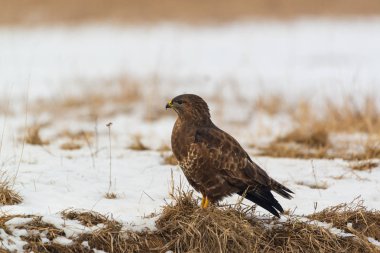 Ortak şahin buteo buteo kış sahada