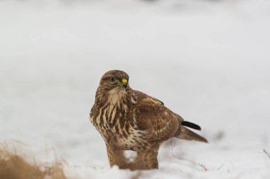 Ortak şahin buteo buteo kış sahada