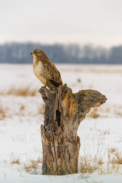 Φωτογραφία Κοινή Γερακίνα Buteo Buteo Πάνω Ένα Δέντρο — Φωτογραφία Αρχείου