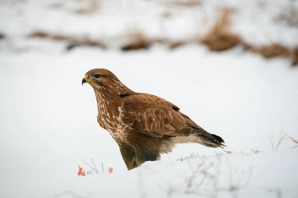 Common buzzard eating meat on the snow
