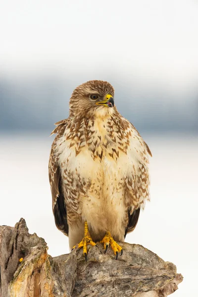 Foto Buzzard Comum Buteo Buteo Uma Árvore — Fotografia de Stock