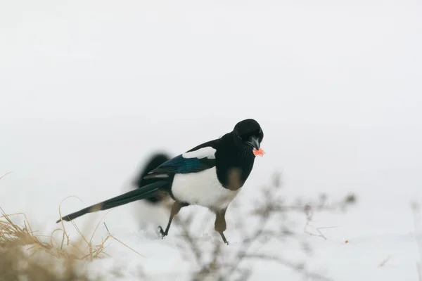 Photo Pie Oiseau Sur Neige — Photo