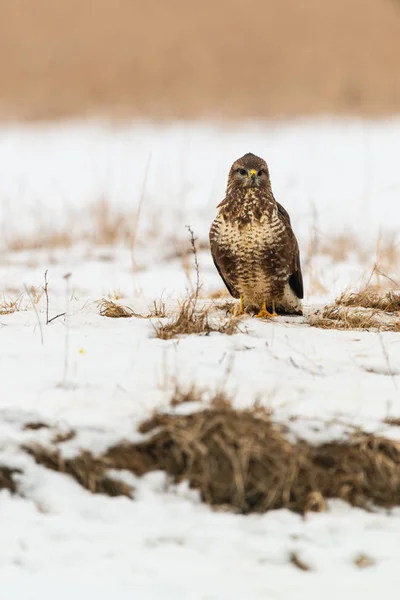 Κοινή Γερακίνα Buteo Buteo Χειμερινό Πεδίο — Φωτογραφία Αρχείου