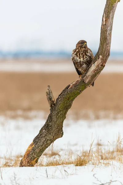 Foto Von Mäusebussard Buteo Buteo Auf Einem Baum — Stockfoto